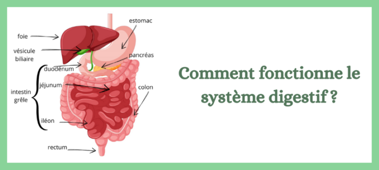 Lire la suite à propos de l’article Comment fonctionne le système digestif?