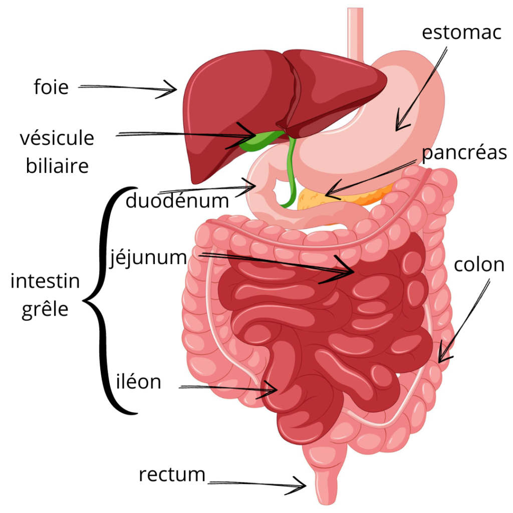 colon, duodénum, acidité, amidon, mucus, reflux, enzymes, protéines, sucres, biliaires