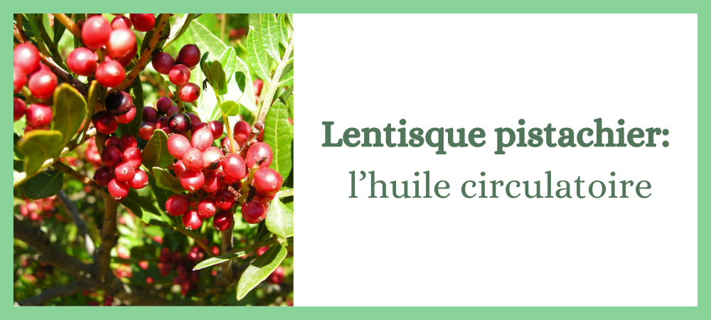 Lire la suite à propos de l’article lentisque pistachier: l’huile circulatoire par excellence!