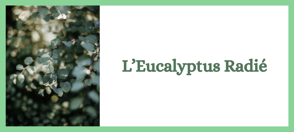 Lire la suite à propos de l’article Eucalyptus radié