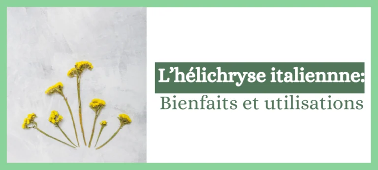 Lire la suite à propos de l’article Tout savoir sur l’Hélichryse italienne : bienfaits et utilisations