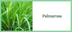 palmarosa, aromathérapie