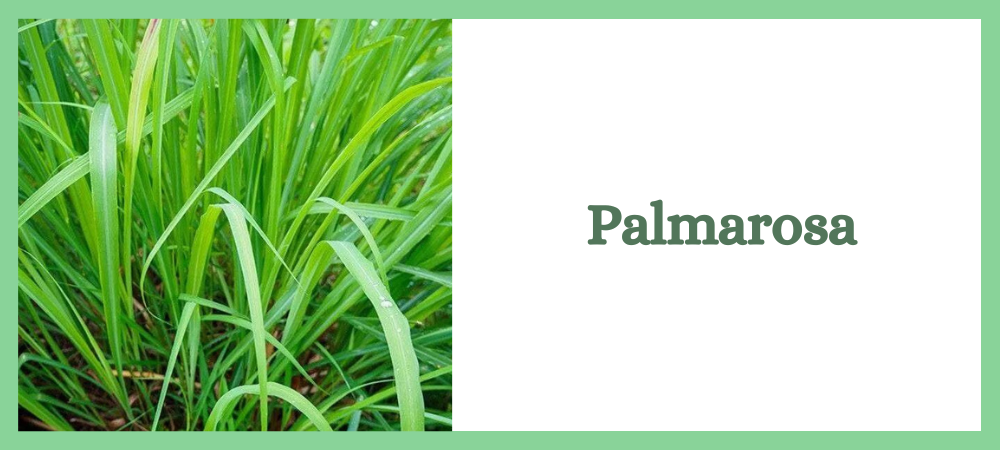 palmarosa, aromathérapie